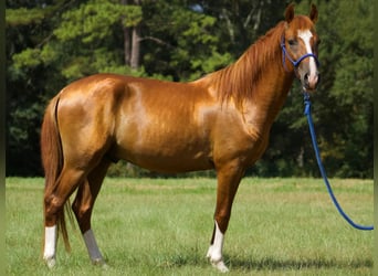 Paso Fino, Étalon, 2 Ans, Alezan brûlé