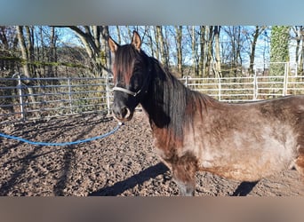 Paso Fino, Étalon, 3 Ans, Grullo