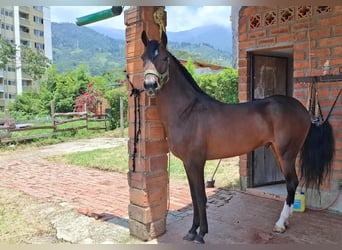 Paso Fino, Étalon, 4 Ans, 75 cm, Bai