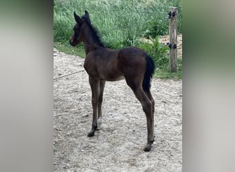 Paso Fino, Étalon, Poulain (05/2024), Bai brun