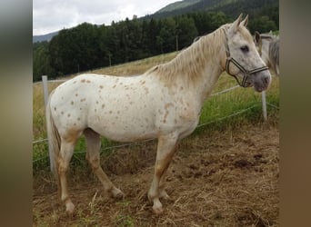 Paso Fino Mix, Gelding, 14 years, 13,3 hh, Leopard-Piebald