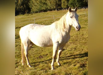 Paso Fino, Gelding, 19 years, 13.3 hh, Leopard-Piebald