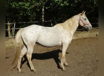 Paso Fino, Gelding, 19 years, 13.3 hh, Leopard-Piebald