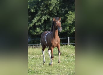 Paso Fino, Gelding, 1 year, Pinto