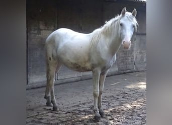 Paso Fino Mix, Gelding, 2 years, 14.1 hh, Pinto