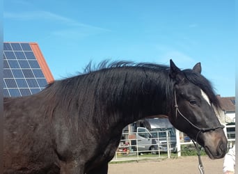 Paso Fino, Gelding, 2 years, 14 hh, Black