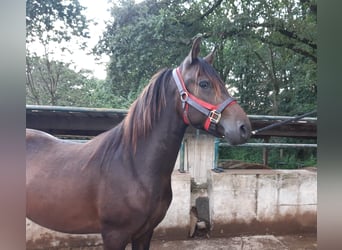 Paso Fino, Gelding, 2 years, Dun