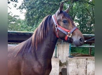 Paso Fino, Gelding, 2 years, Dun