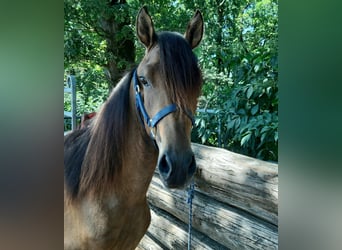 Paso Fino Mix, Gelding, 2 years, Dun