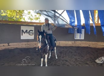 Paso Fino, Gelding, 3 years, 14 hh, Tobiano-all-colors