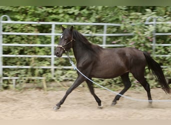 Paso Fino, Gelding, 3 years, Black