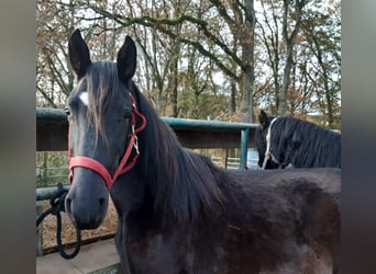 Paso Fino, Gelding, 3 years, Black