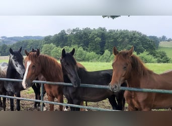 Paso Fino, Gelding, 3 years, Black