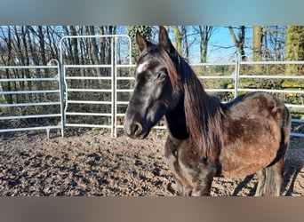 Paso Fino, Gelding, 3 years, Black