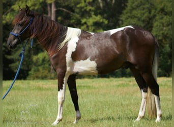 Paso Fino, Wallach, 4 Jahre, 14 hh, Tobiano-alle-Farben