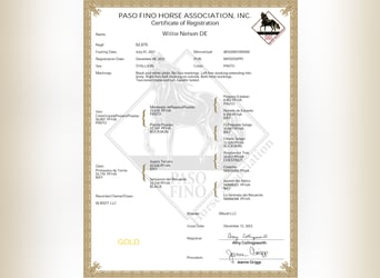 Paso Fino, Gelding, 4 years, 14 hh, Tobiano-all-colors