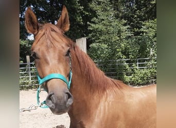 Paso Fino, Gelding, 4 years, Sorrel