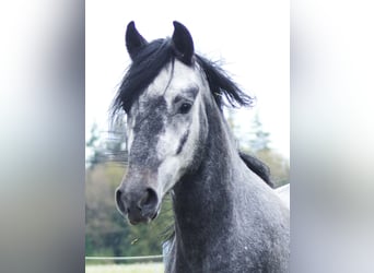 Paso Fino, Gelding, 5 years, 13,3 hh, Gray