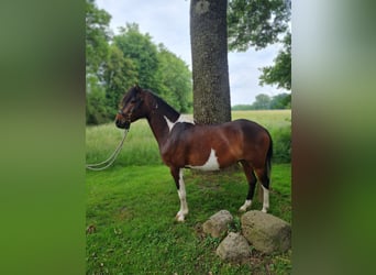 Paso Fino, Gelding, 5 years, 13,1 hh, Pinto