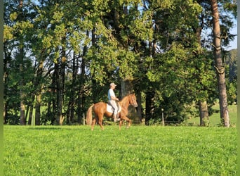 Paso Fino, Gelding, 5 years, 14 hh, Chestnut-Red