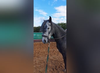 Paso Fino, Gelding, 5 years, 14,1 hh