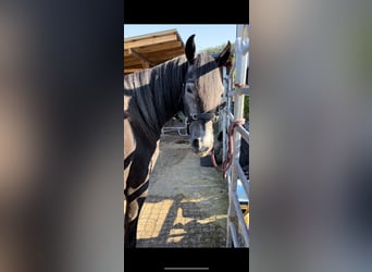 Paso Fino, Gelding, 5 years, 14,1 hh, Grey-Dark-Tan