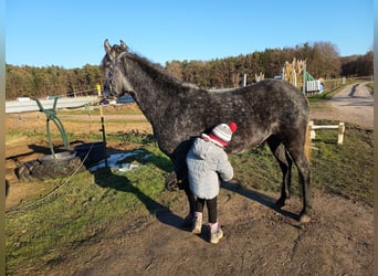 Paso Fino, Gelding, 6 years, 14,1 hh