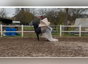 Paso Fino, Gelding, 6 years, 14,1 hh