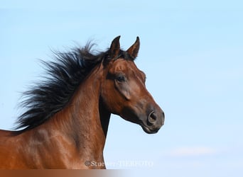 Paso Fino, Gelding, 6 years, Brown