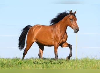 Paso Fino, Gelding, 7 years, 14,1 hh, Brown-Light