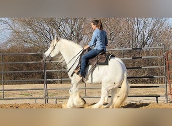 Paso Fino, Gelding, 7 years, 15 hh, Black