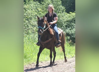 Paso Fino, Gelding, 7 years, 16 hh, Black