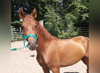 Paso Fino, Gelding, 7 years, Brown