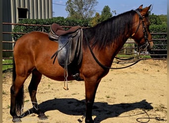 Paso Fino, Wallach, 8 Jahre, 14 hh, Rotbrauner