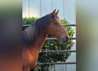 Paso Fino, Wallach, 8 Jahre, 14 hh, Rotbrauner