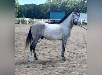 Paso Fino, Gelding, 9 years, 14,2 hh