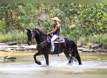 Paso Fino, Gelding, 9 years, 16 hh