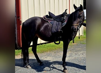 Paso Fino, Giumenta, 10 Anni, 142 cm, Morello