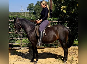 Paso Fino, Giumenta, 10 Anni, 142 cm, Morello