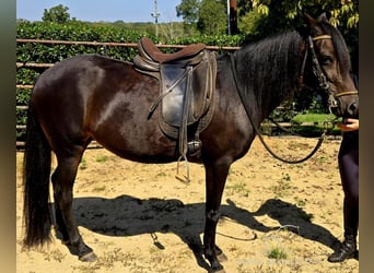 Paso Fino, Giumenta, 10 Anni, 142 cm, Morello