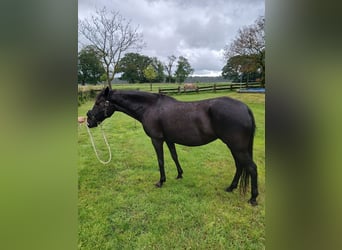 Paso Fino, Giumenta, 11 Anni, 140 cm, Morello