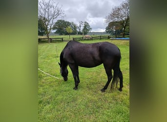 Paso Fino, Giumenta, 11 Anni, 140 cm, Morello