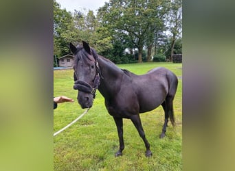 Paso Fino, Giumenta, 11 Anni, 140 cm, Morello