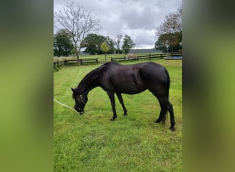 Paso Fino, Giumenta, 11 Anni, 140 cm, Morello