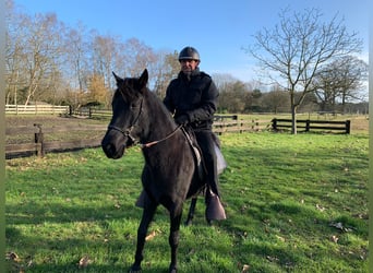 Paso Fino, Giumenta, 11 Anni, 140 cm, Morello