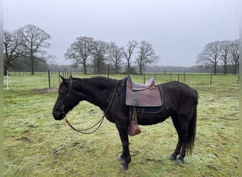 Paso Fino, Giumenta, 12 Anni, 140 cm, Morello