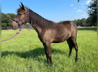 Paso Fino, Giumenta, 1 Anno, 142 cm, Baio ciliegia