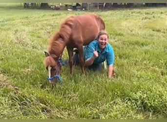 Paso Fino, Giumenta, 1 Anno, 142 cm, Sauro ciliegia