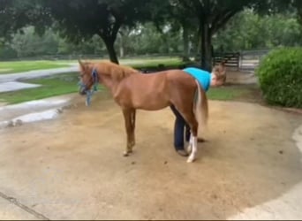 Paso Fino, Giumenta, 1 Anno, 142 cm, Sauro ciliegia