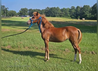 Paso Fino, Giumenta, 1 Anno, 142 cm, Sauro ciliegia